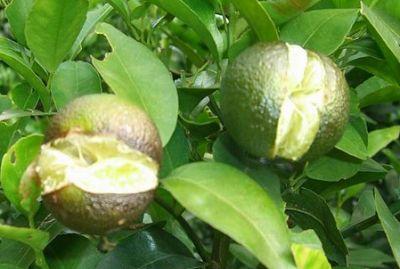 果實(shí)到底為什么會(huì)裂果，原因居然是這些！